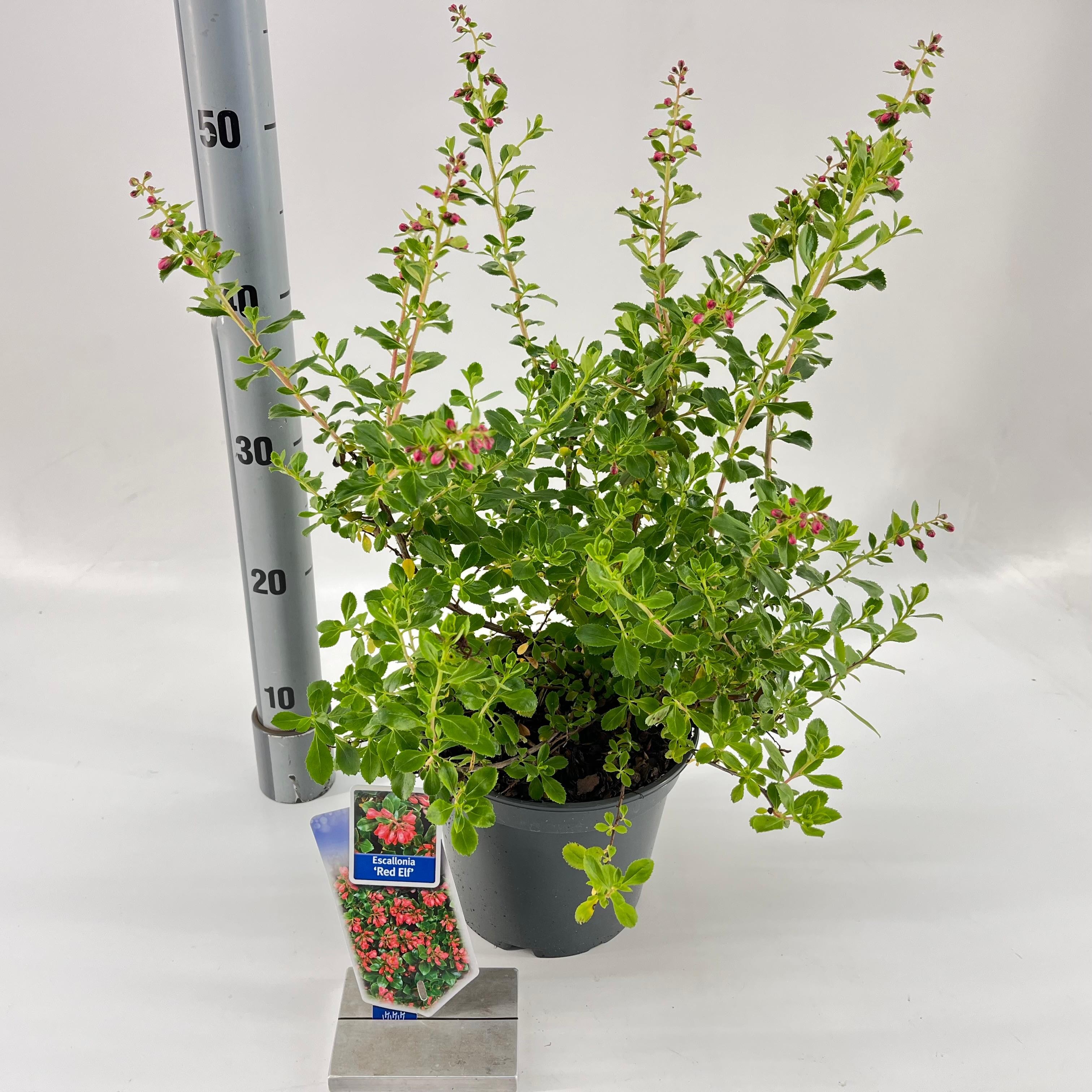 Picture of Escallonia 'Red Elf'