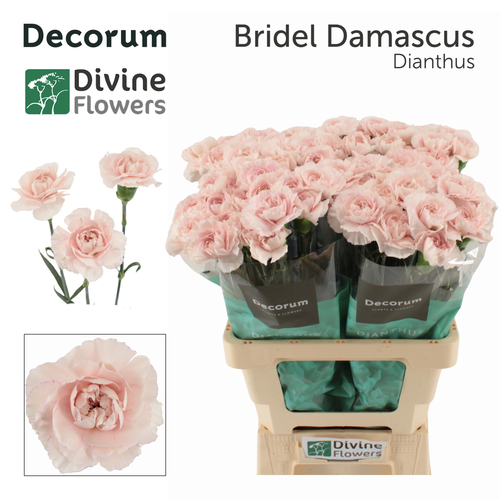 Dianthus St Bridal Damascus 60cm