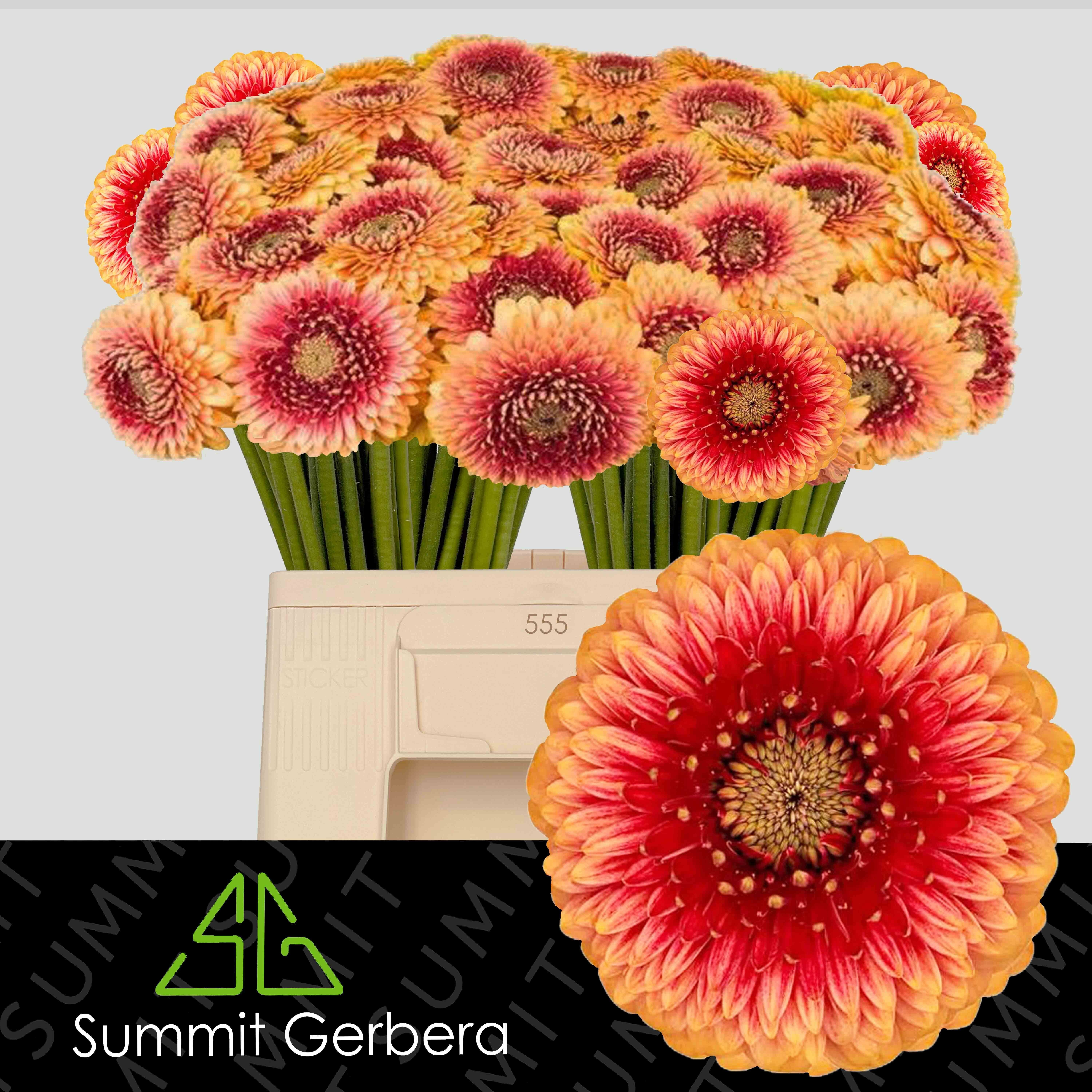 Ge Mb Pom Beaker