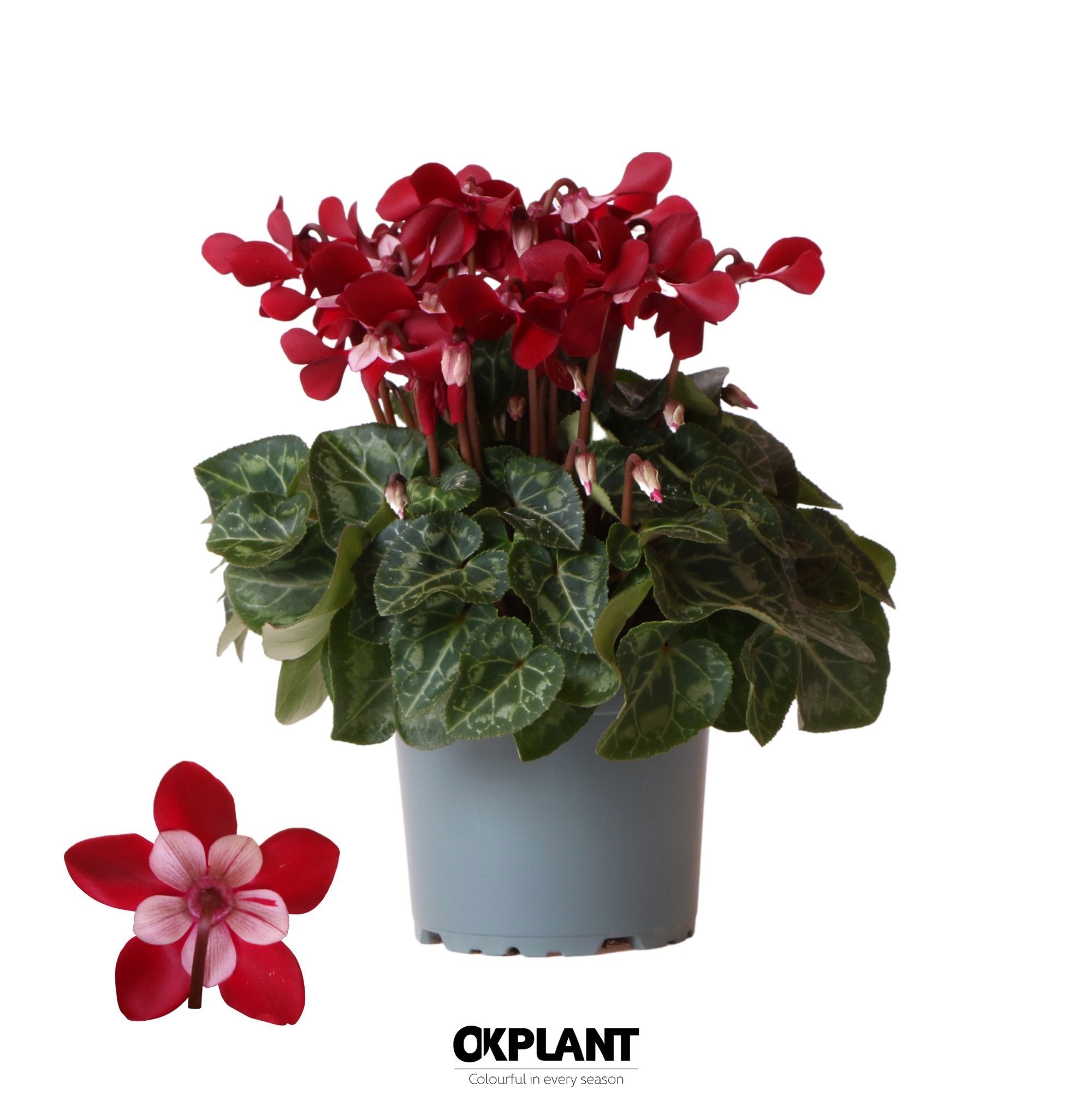 Cyclamen Djix Dark Red