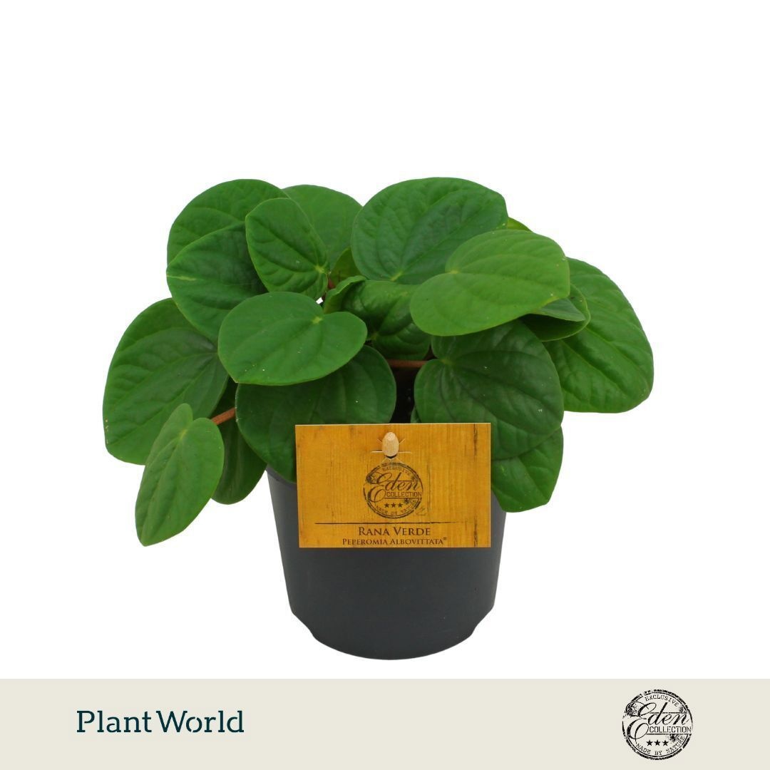 Peperomia albovittata 'Rana Verde'