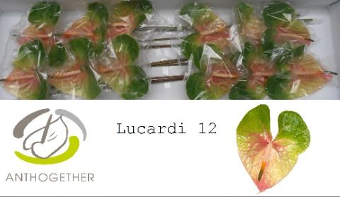 Anth A Lucardi