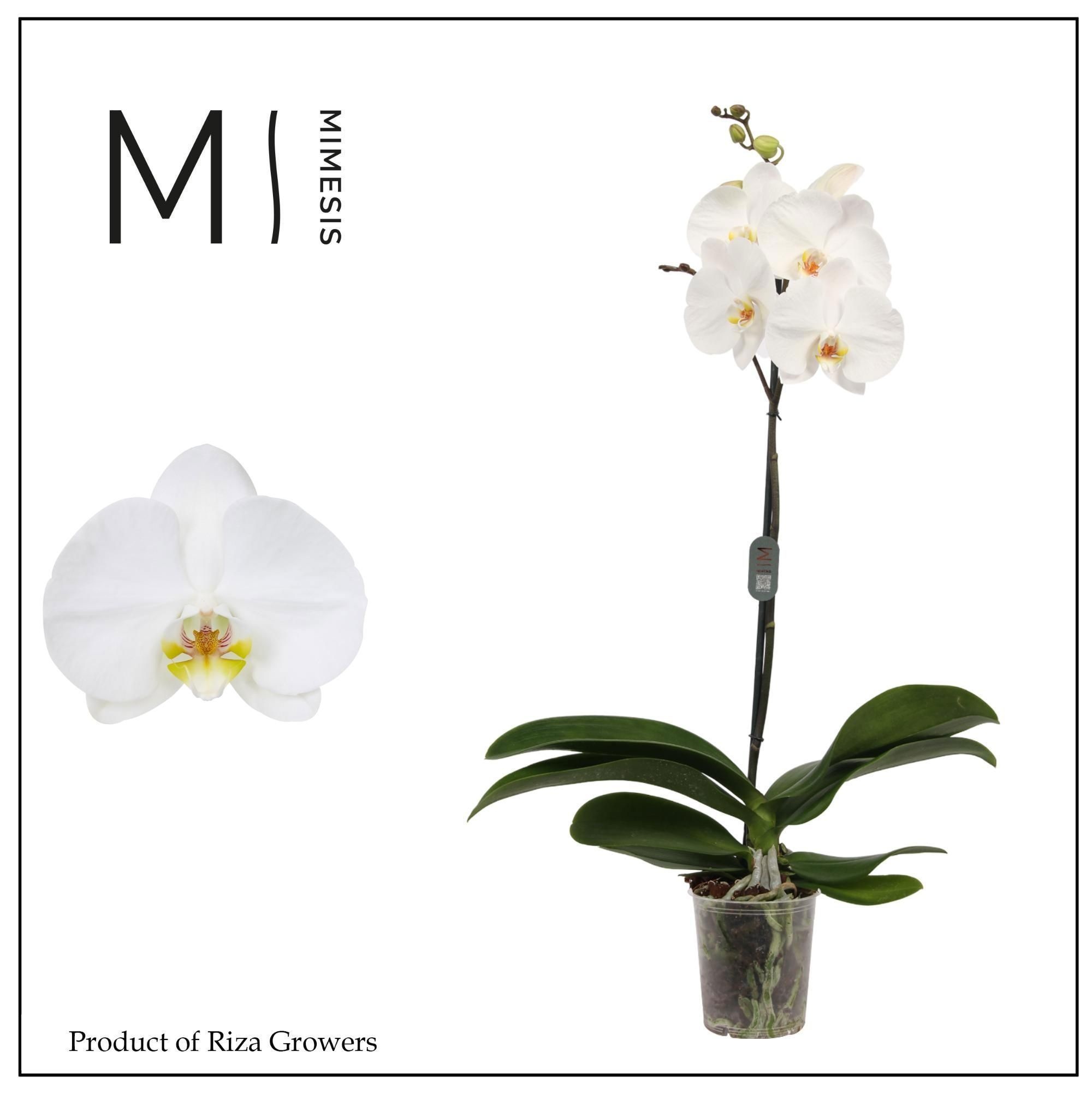Phalaenopsis White 2 Stem 12Ø 70cm