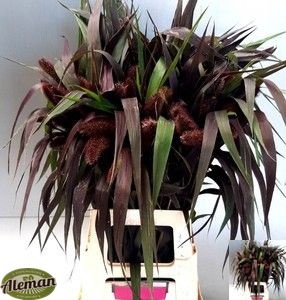 Setaria It Red Jewel