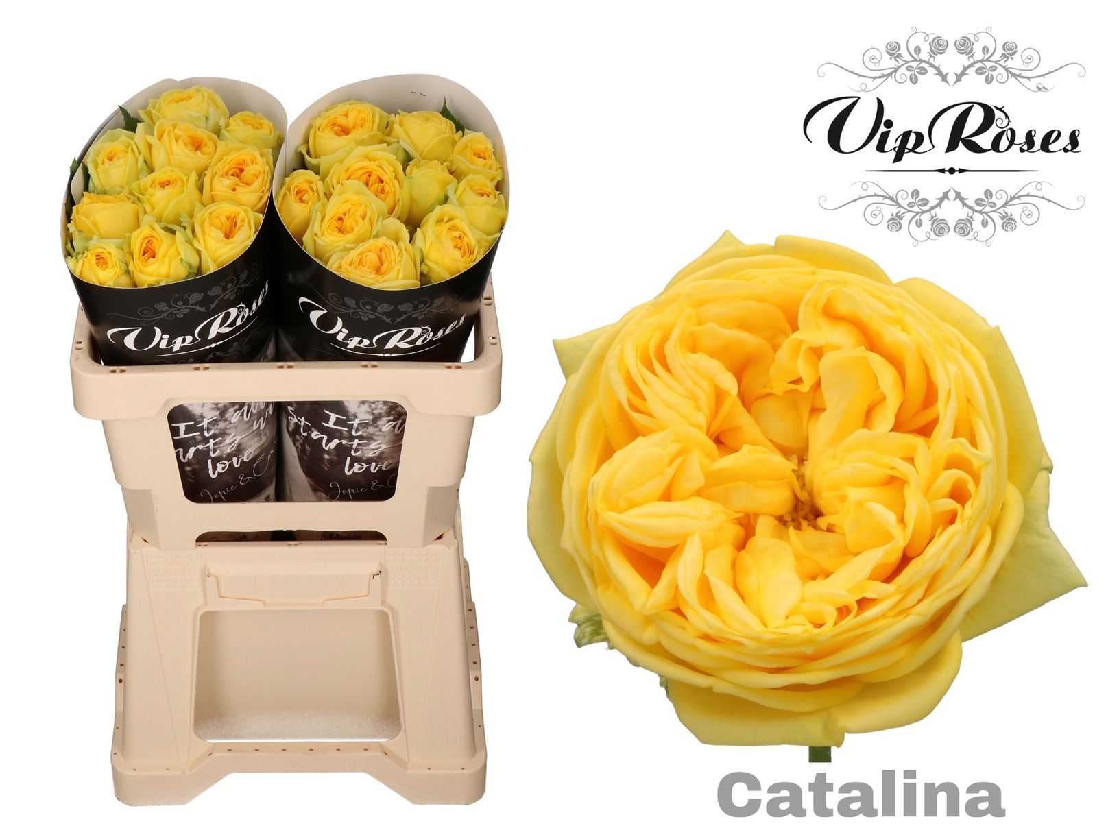 R Gr Catalina@