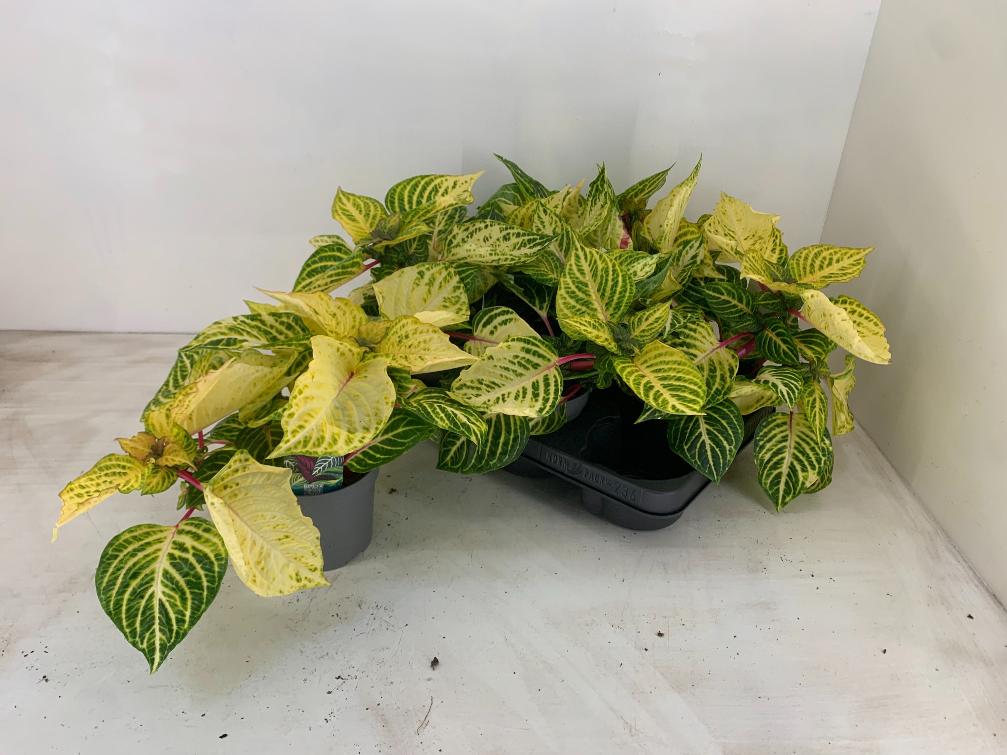 Iresine R Goldstar 13Ø 23cm