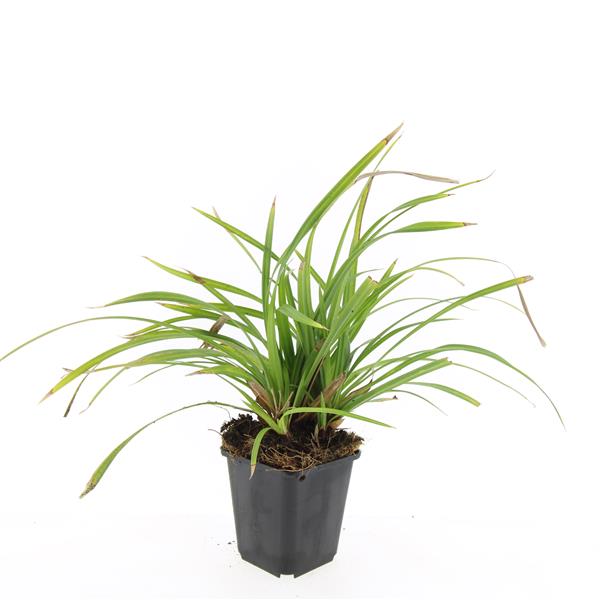 Picture of Carex morrowii Irish Green P9