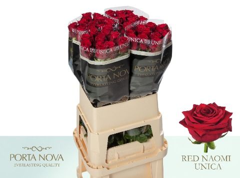 R Gr Red Naomi!