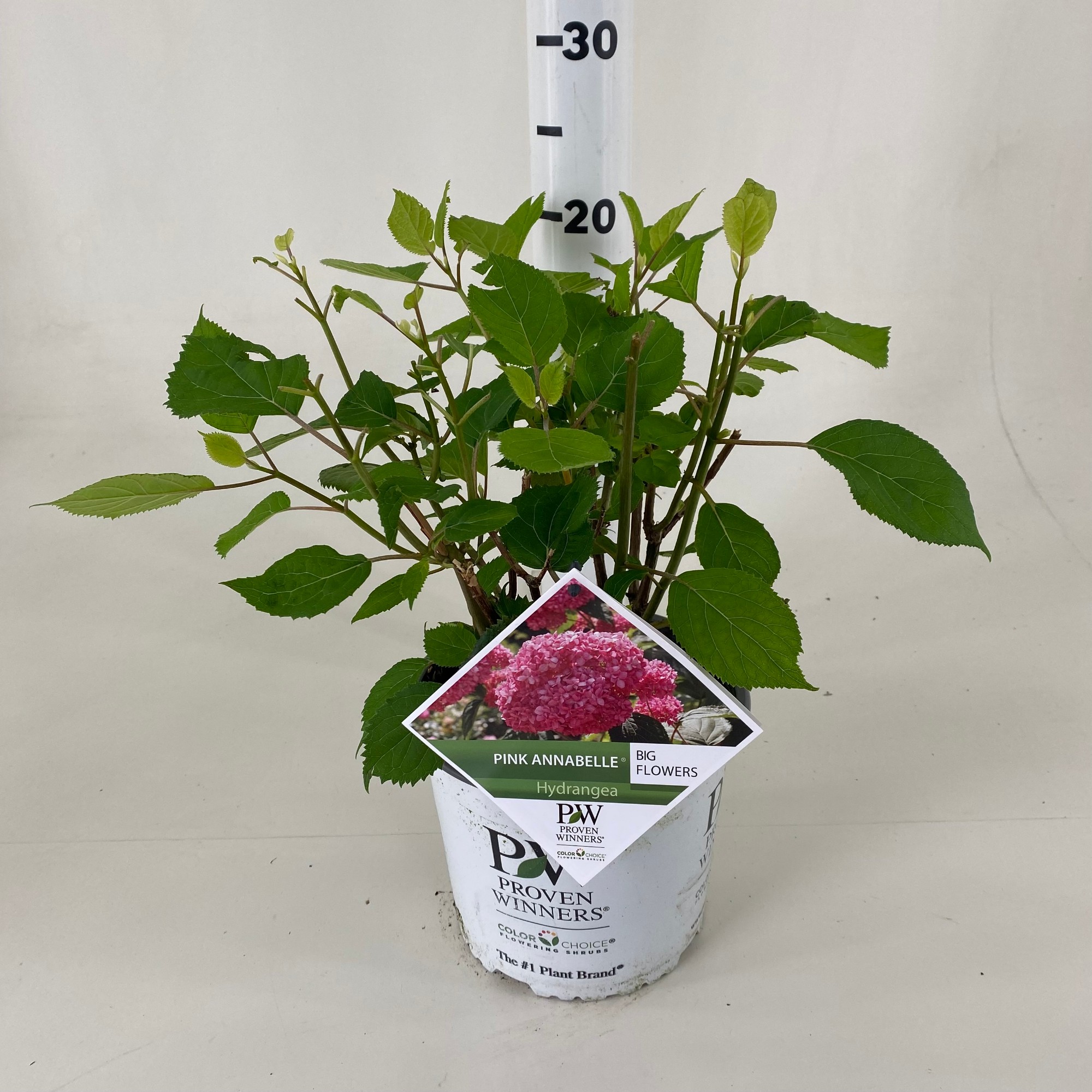 Picture of Hydrangea arb. 'Pink Annabelle' ® ('NHCA2')