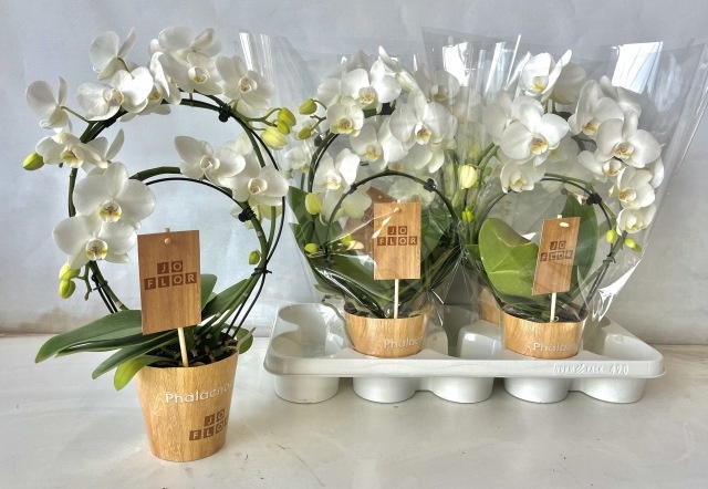 Phal Ov 12P 45H 3TAK 20bloem 23bloei