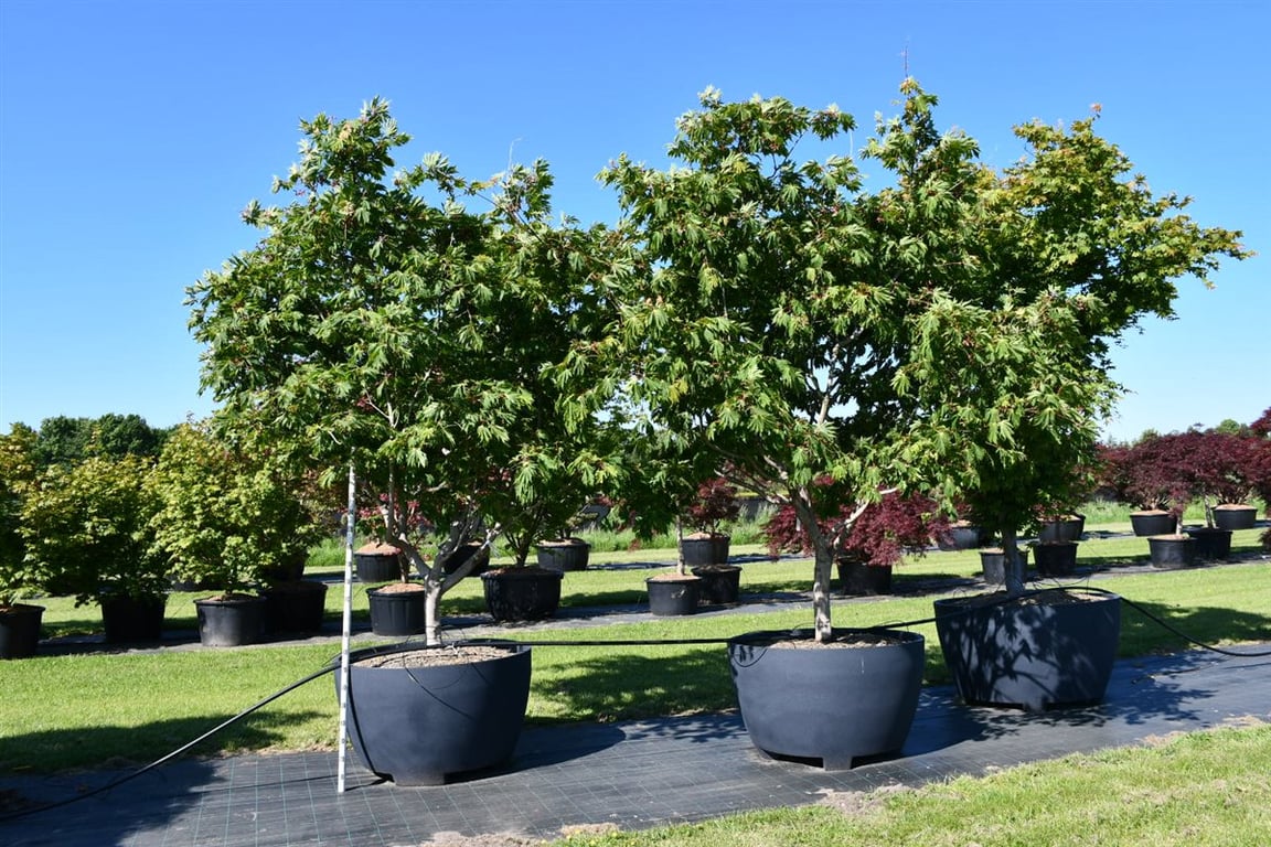 Acer japonicum 'Aconitifolium'