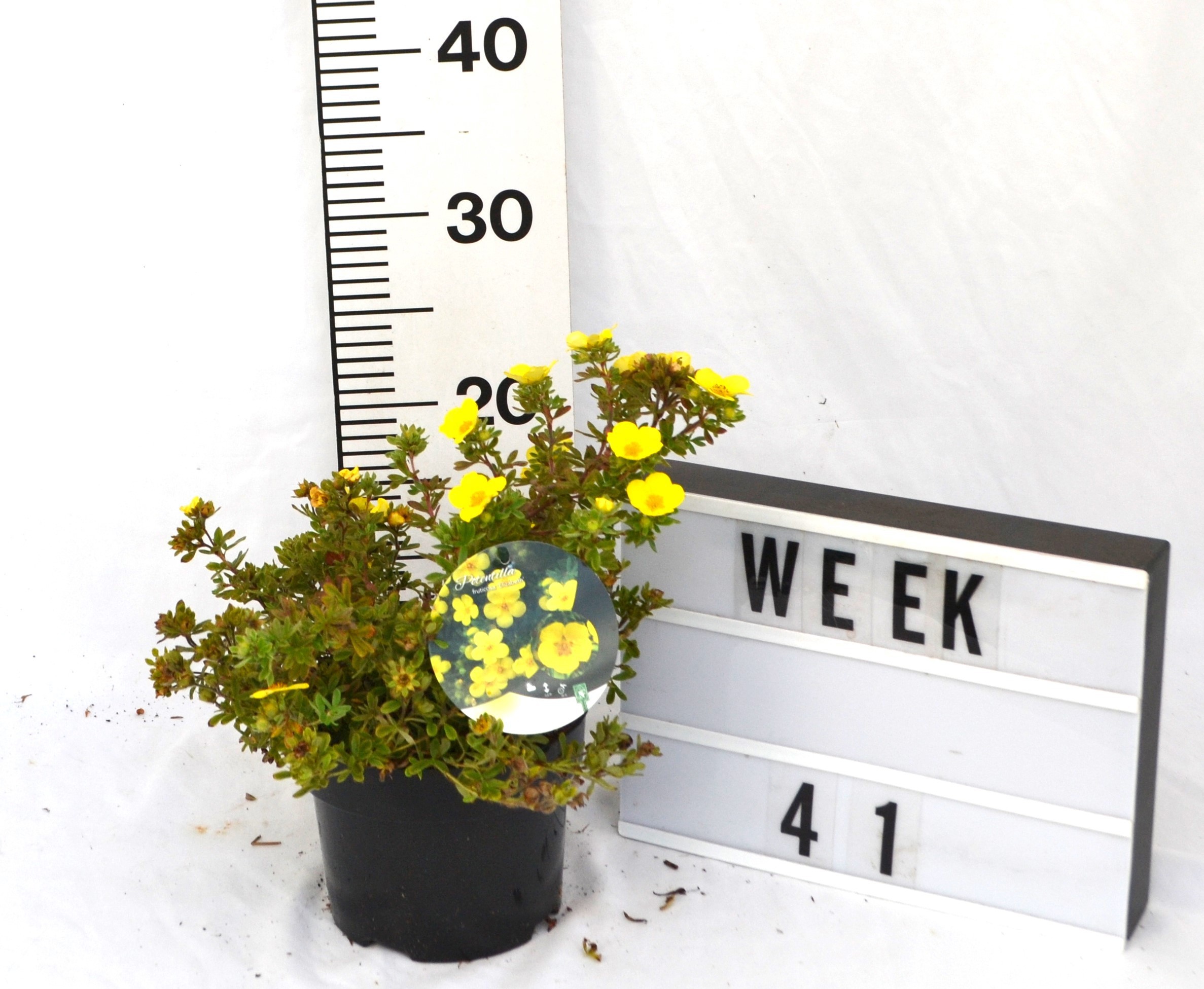 Potentilla f. 'Elizabeth'