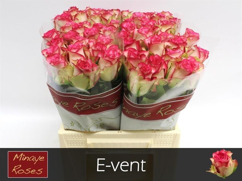 Rosa E-vent 40cm