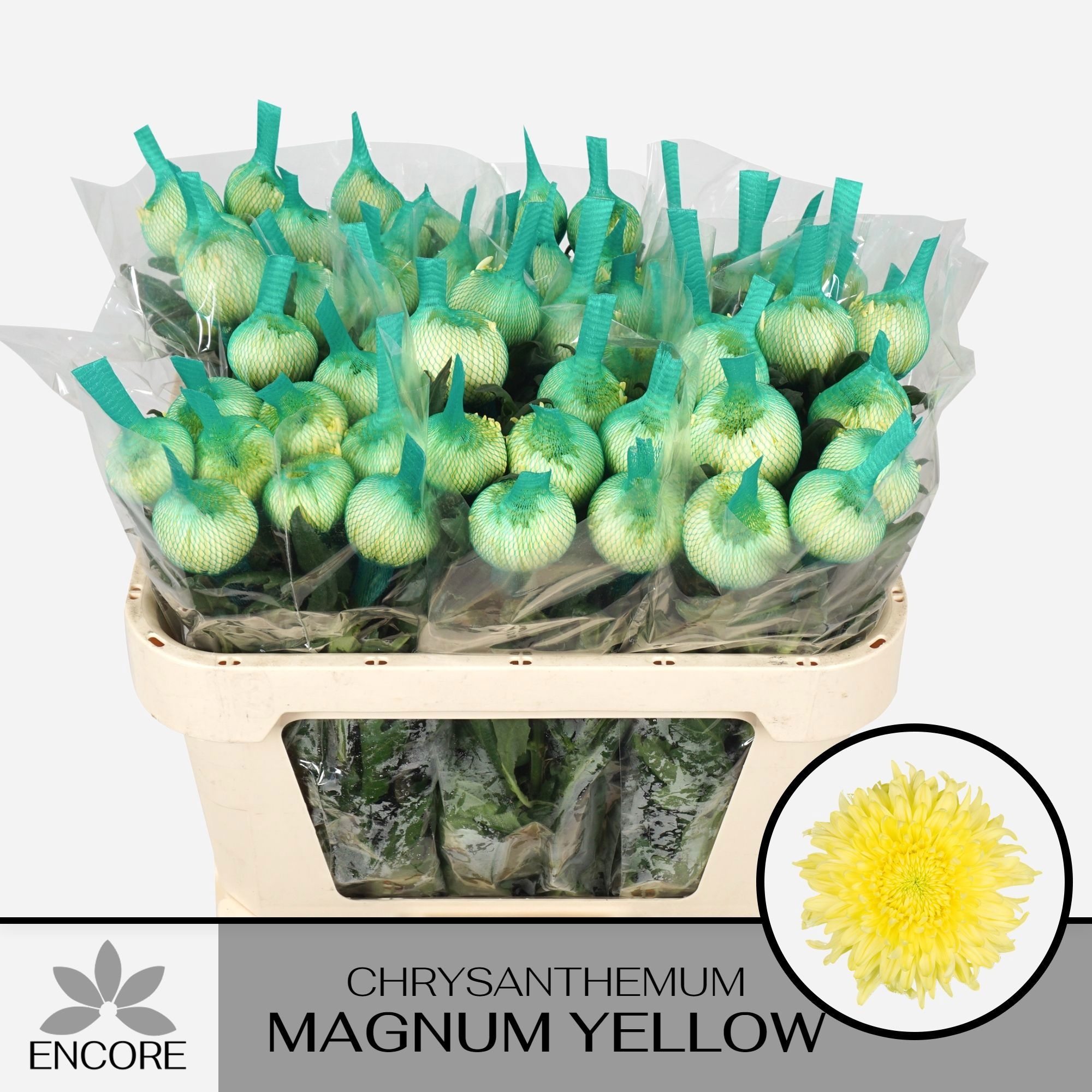 Chrys Single Magnum Yellow 70cm 60gram