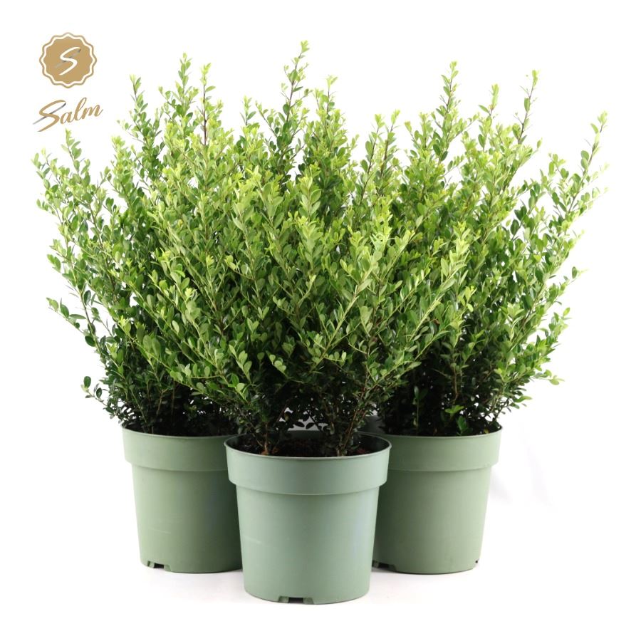 Picture of Ilex crenata Jenny P21 (4 Ltr) BUSH