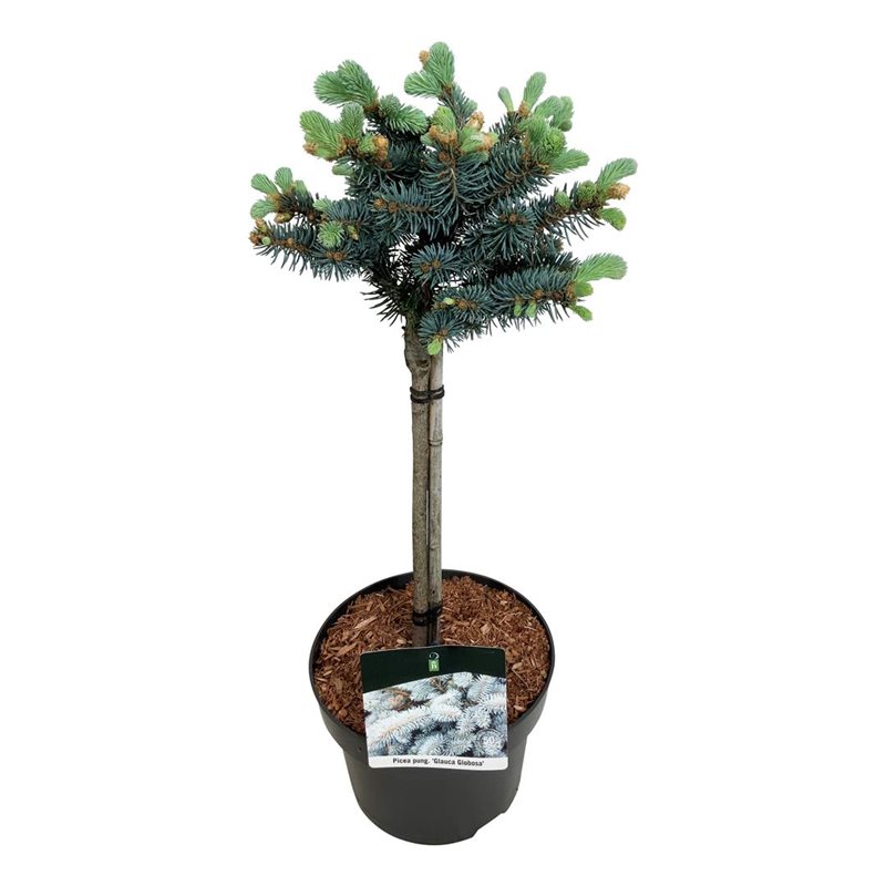 Picture of Picea pung. 'Glauca Globosa'