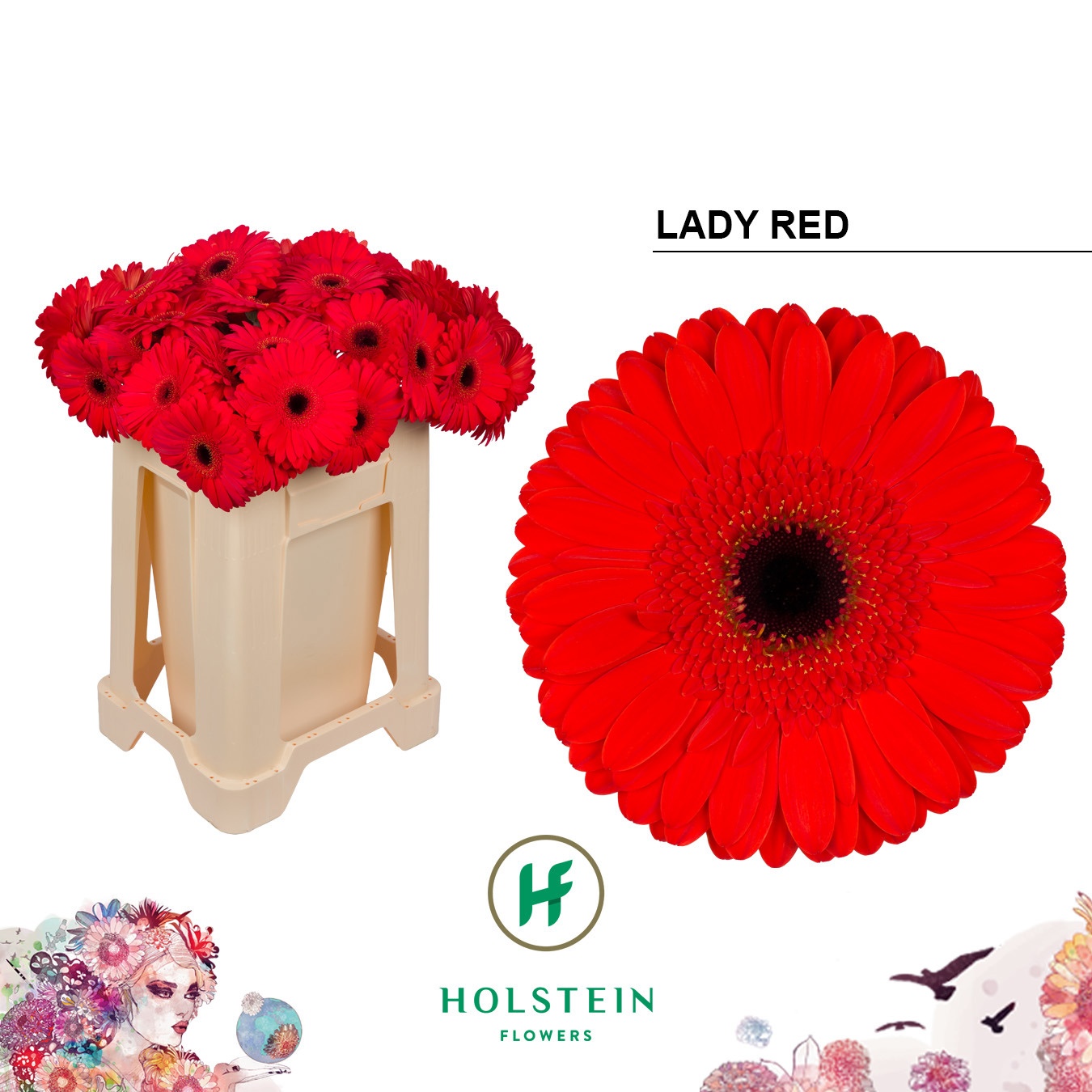 Gerbera Lady Red