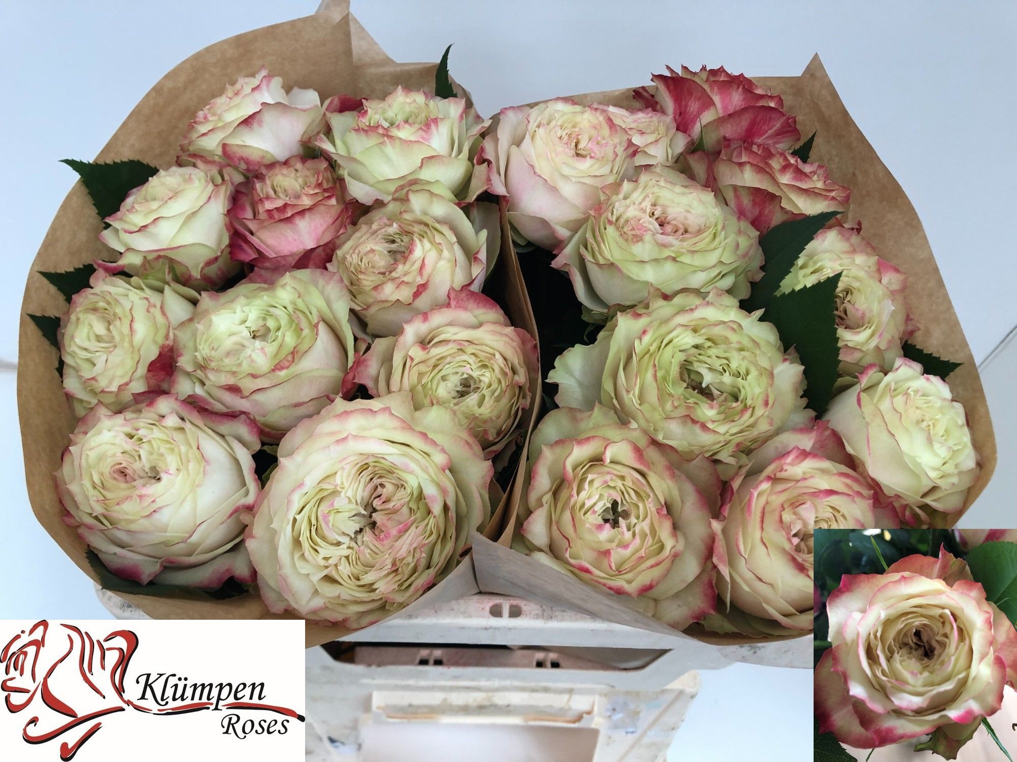 Rosa Apple Jack 50cm