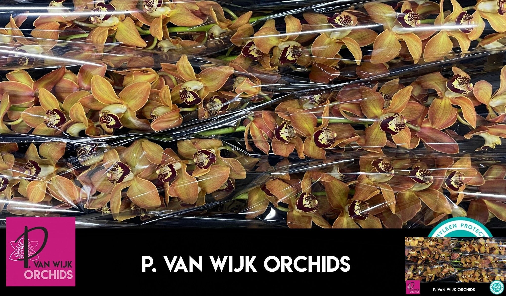 Cymbidium Charly Brown 12/15bl