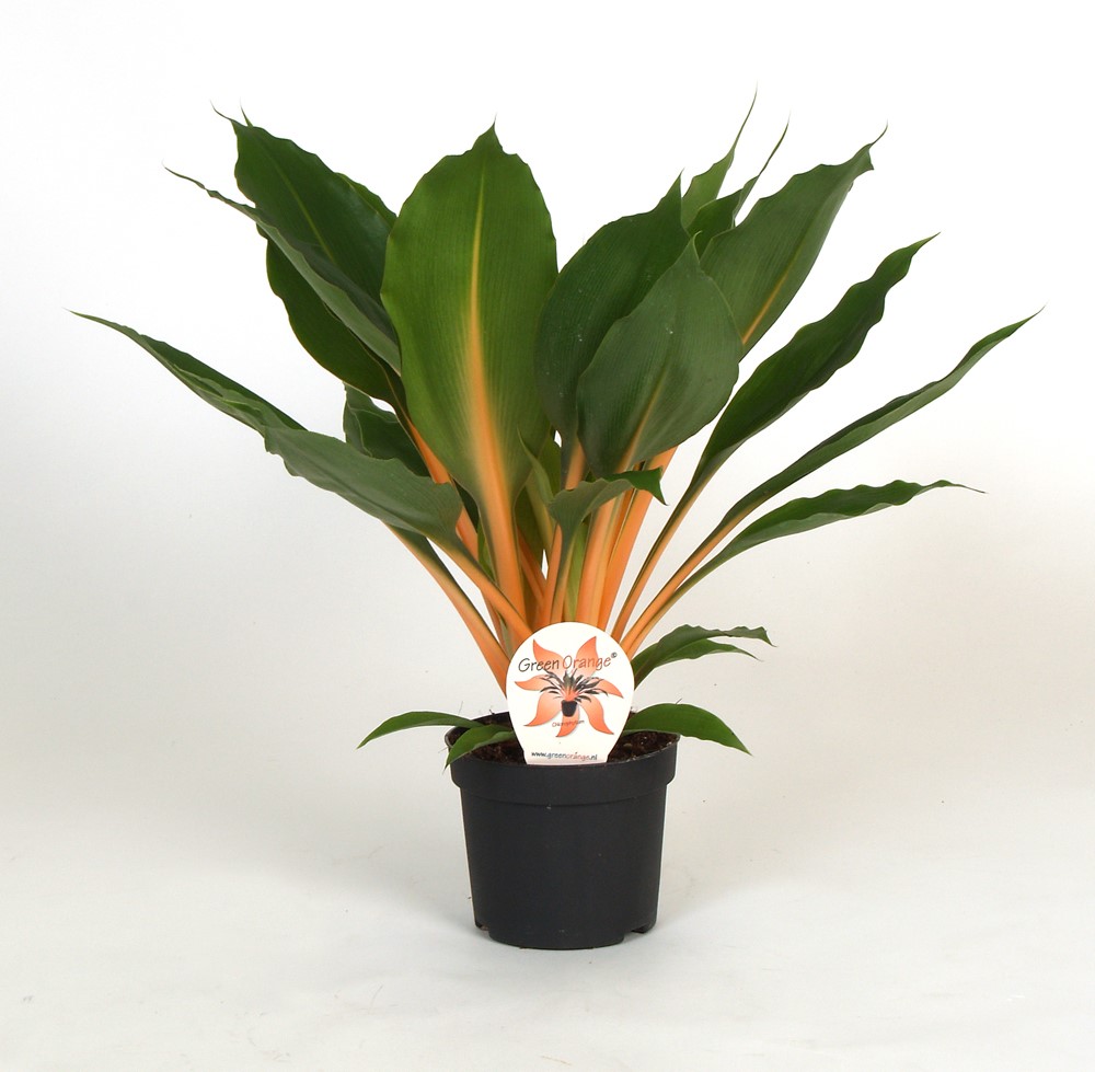 Picture of Chlorophytum Orchidastrum Green Orange P12 30CM