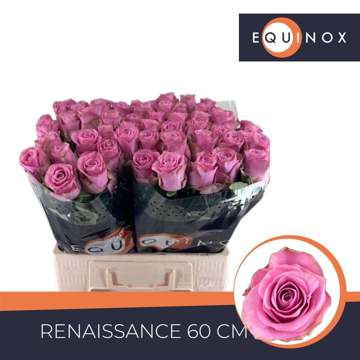 R Gr Renaissance