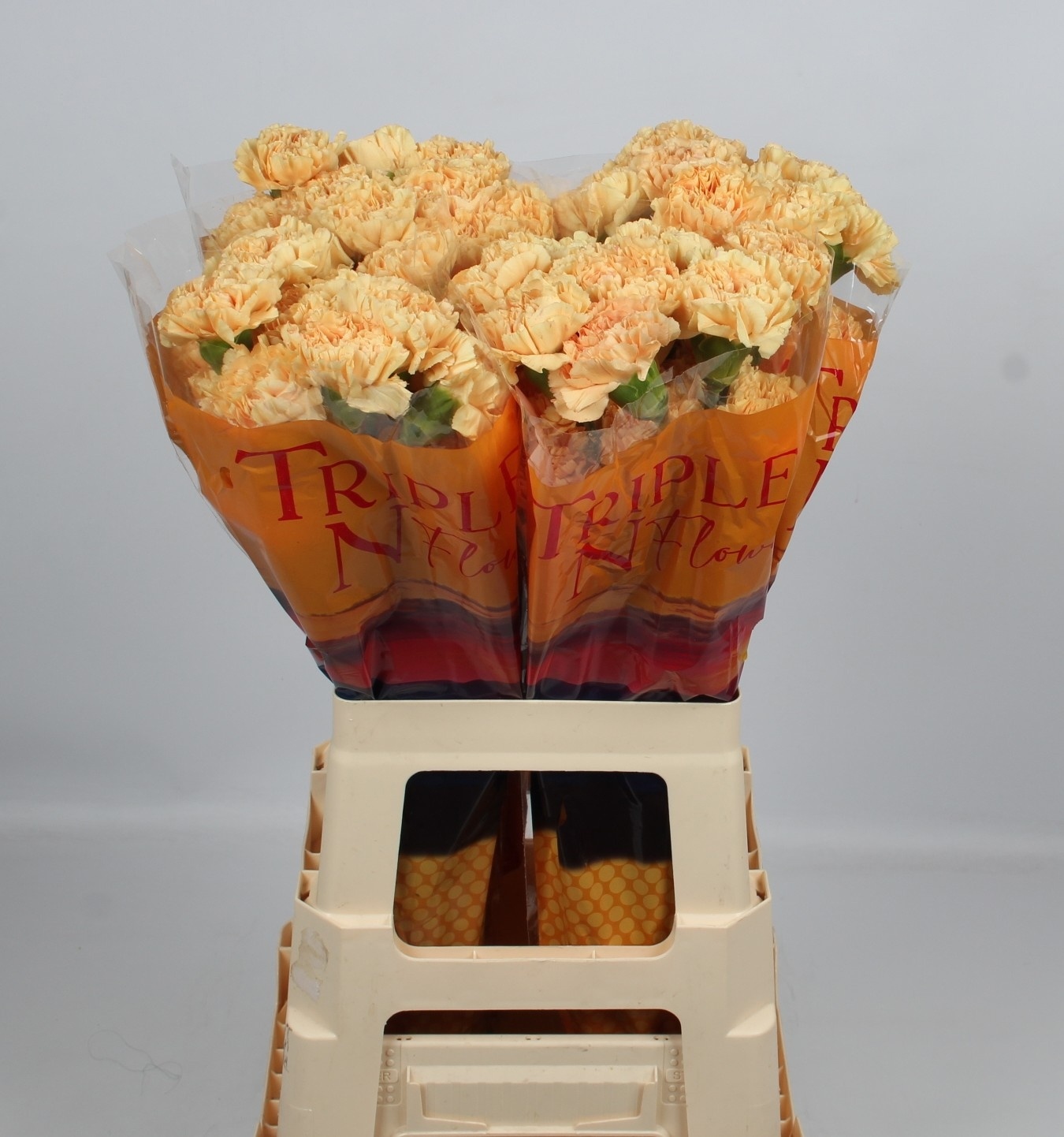 Dianthus St Caroline Gold 60cm