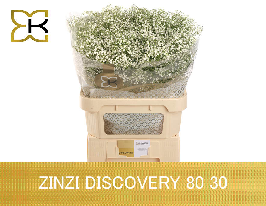 Gyps Pa Zi Discovery