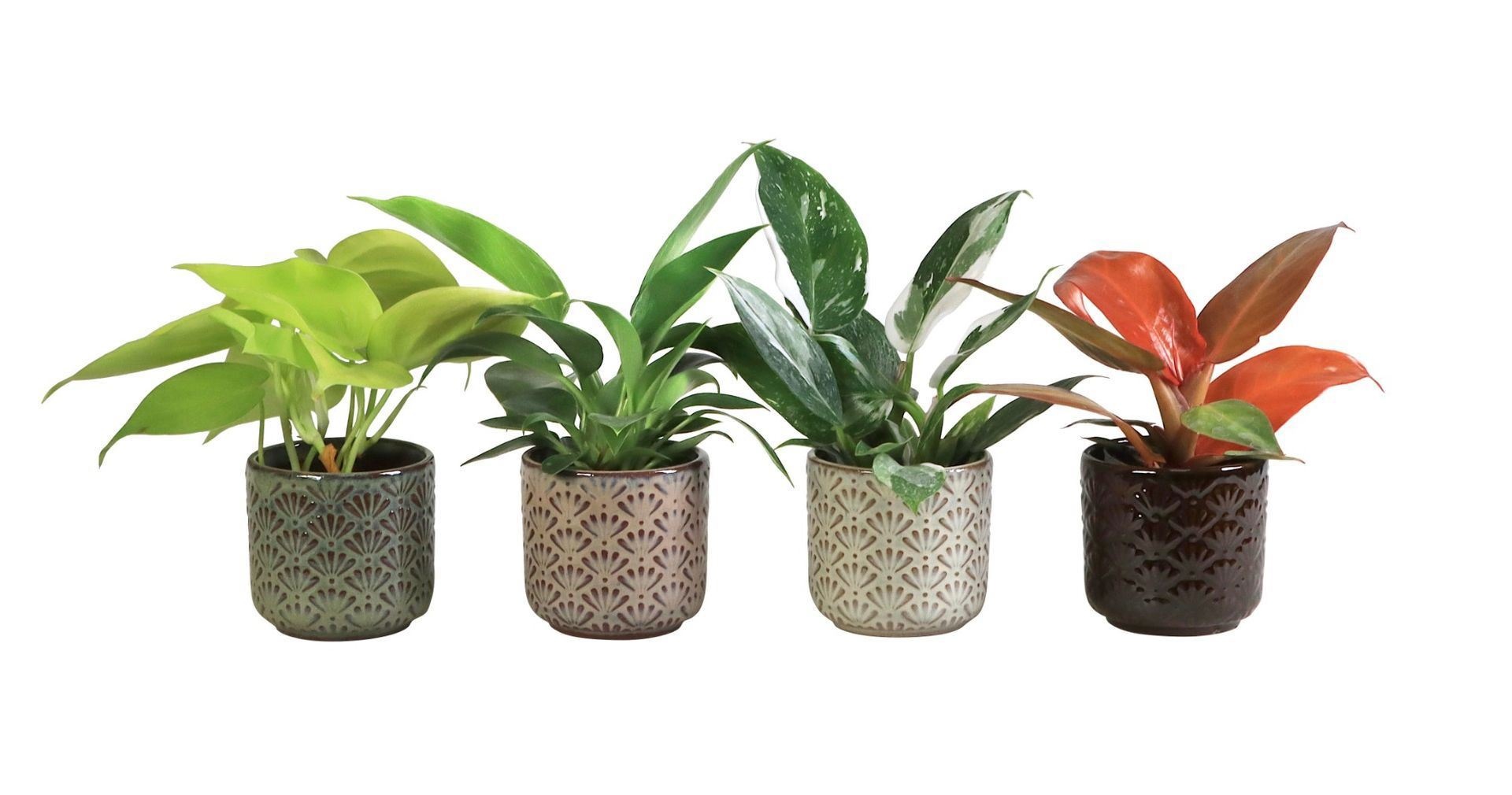 Philodendron L 66041 With Philodendron Mix