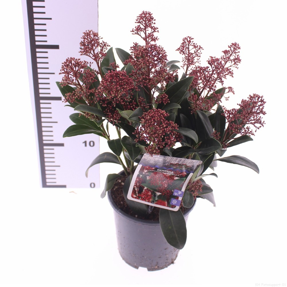 Picture of Skimmia jap. 'Rubella'