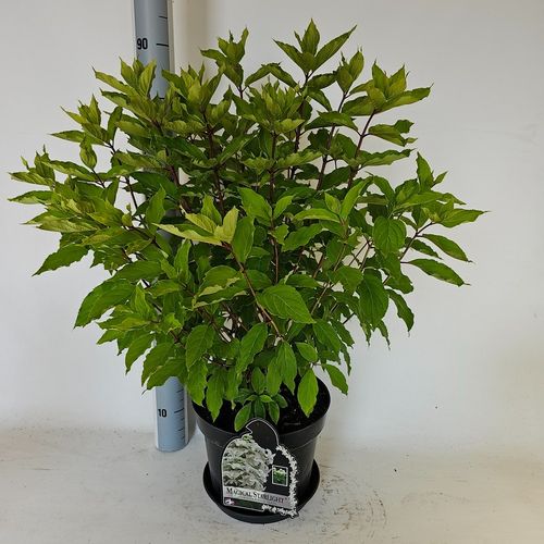 Hydrangea paniculata Magical Starlight p29 Vlasveld
