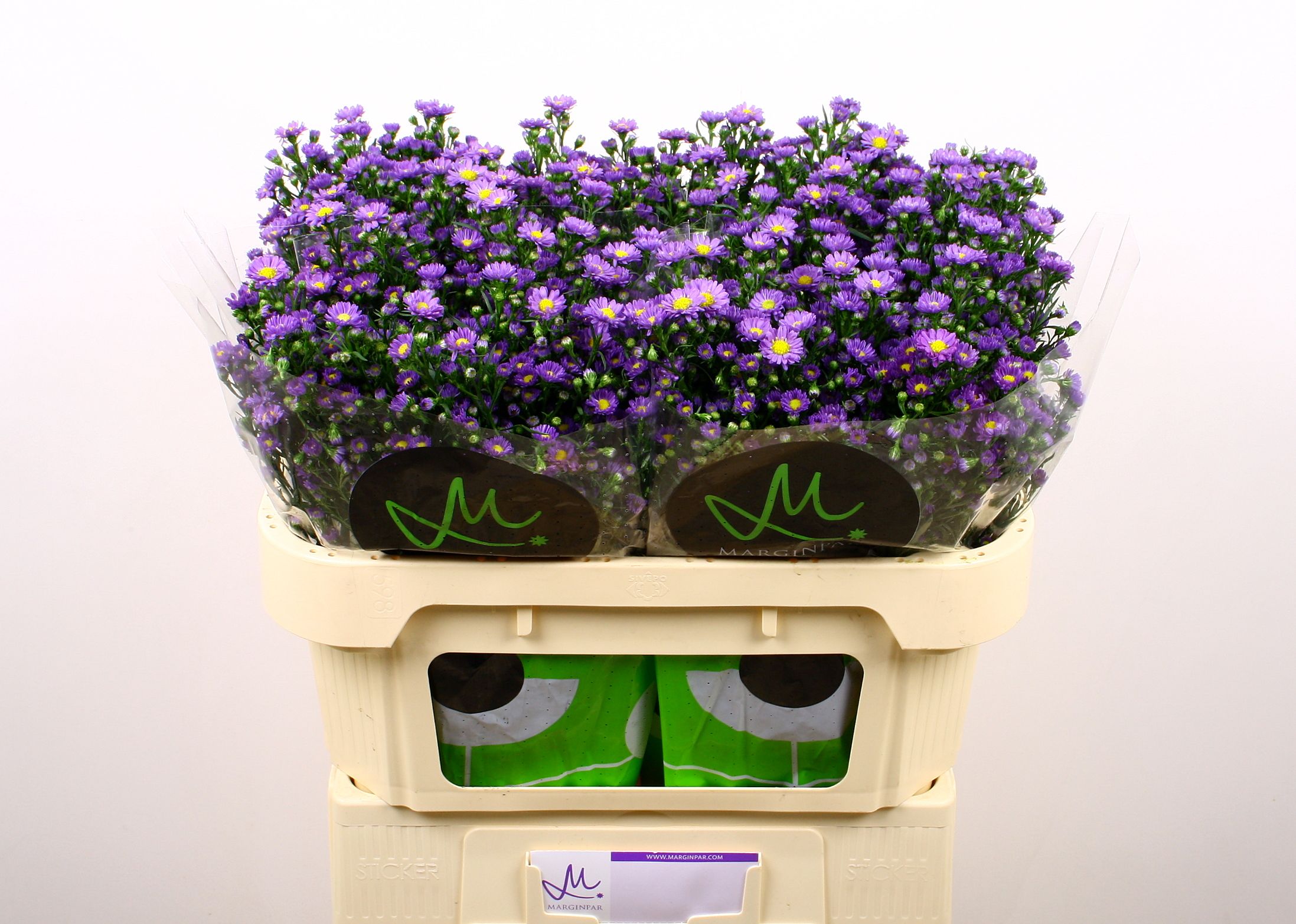Aster Teeny Tiny Blue 70cm 20gram