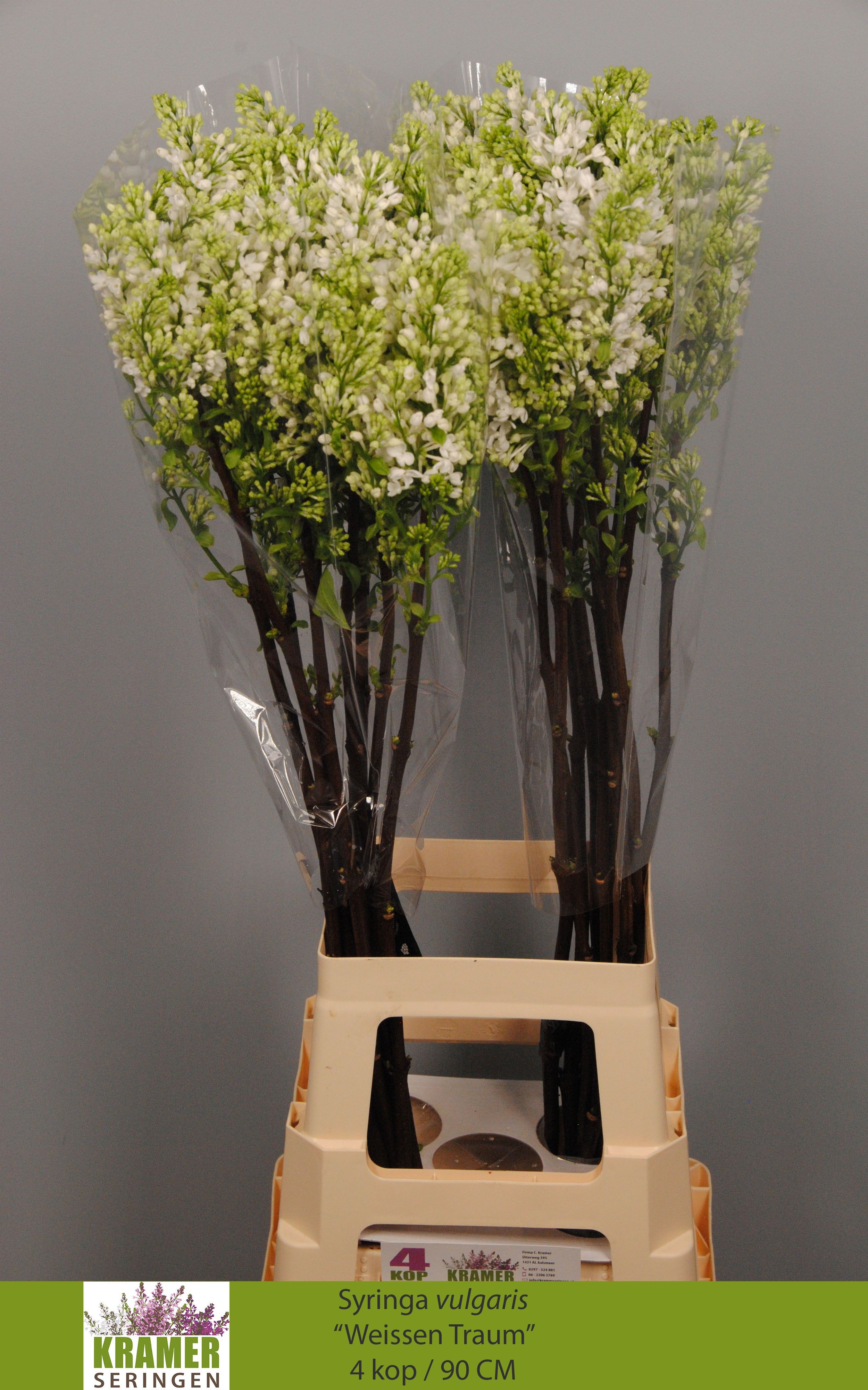 Syringa Engler Weiss 90cm 4