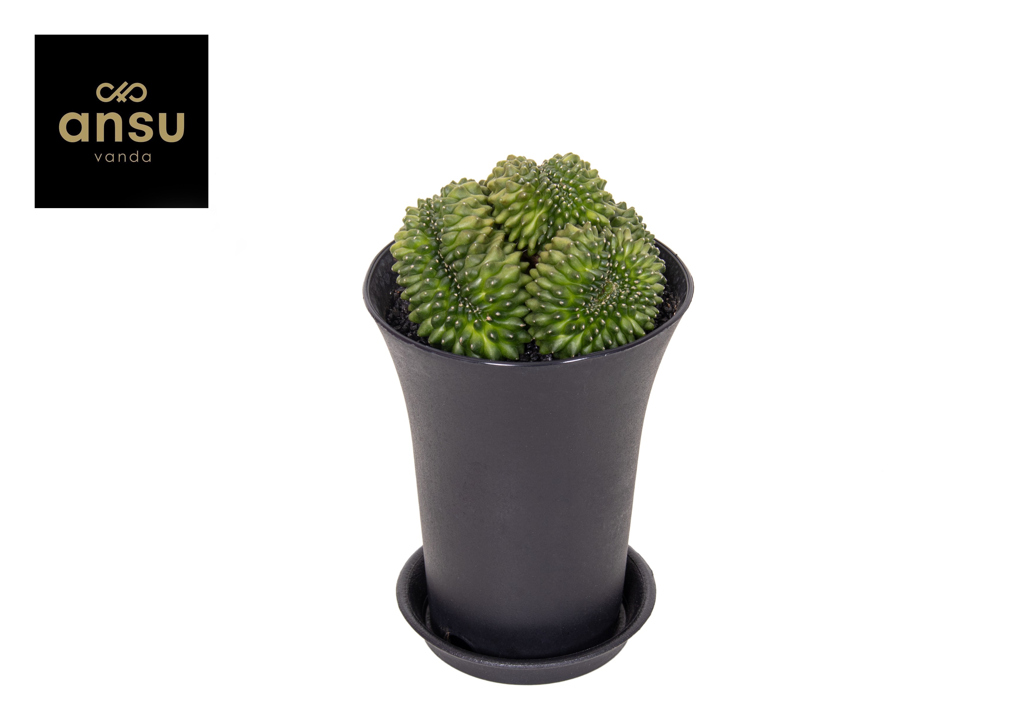 Picture of Gymno Cactus Spineless Mountain Twin XXL P12 19CM