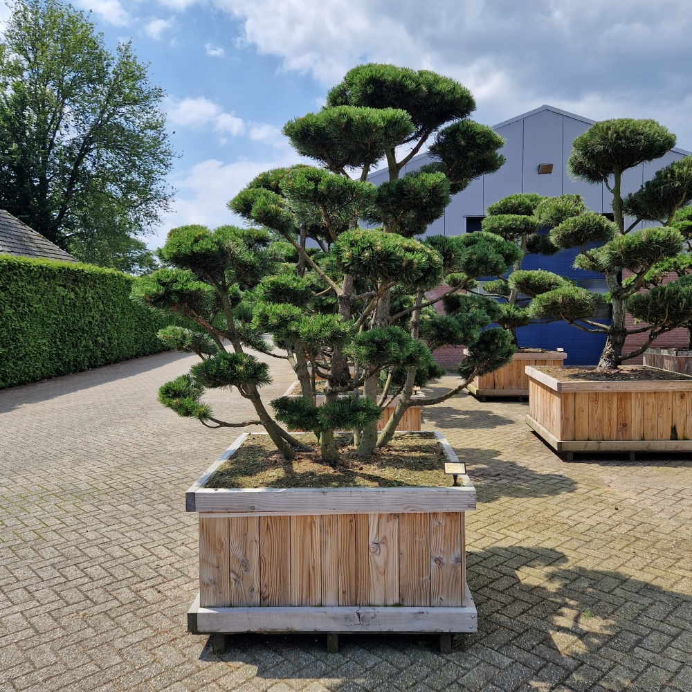 Picture of Pinus mugo Gnom 120-X-120 200/220 (LOOSE)