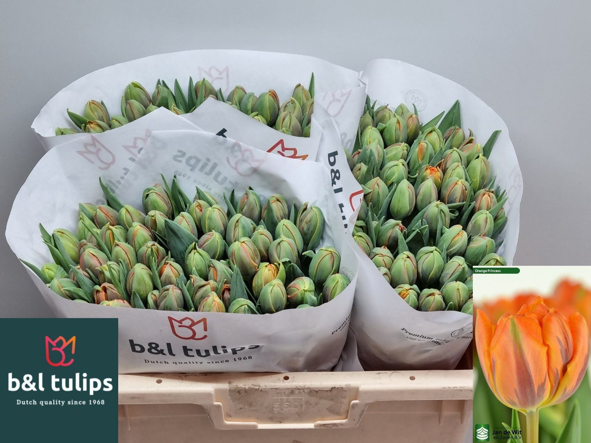 Tulipa Double Orange Princes 38cm 36gram