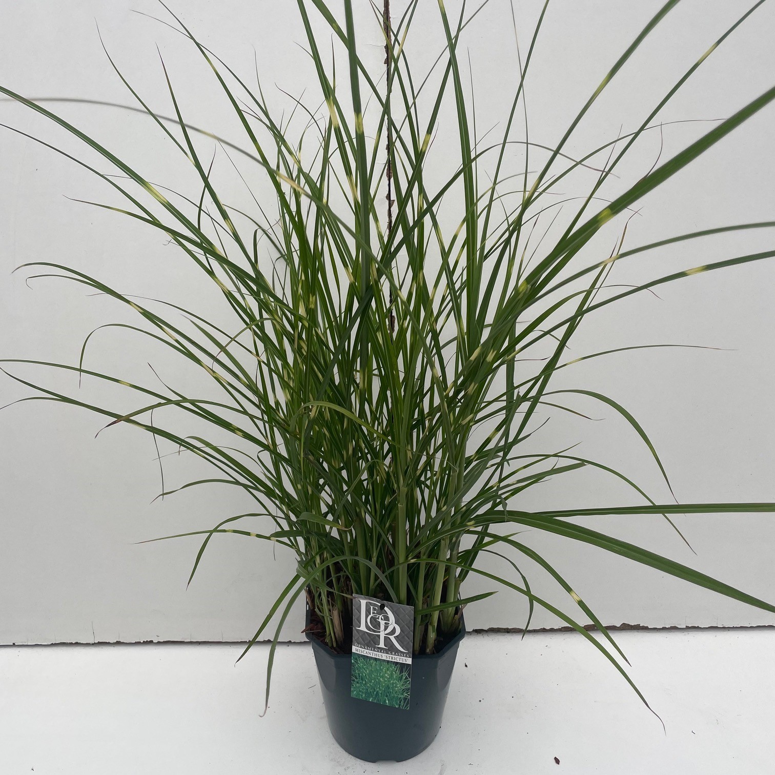 Picture of Miscanthus Strictus P23 (5 Ltr) SQUARE