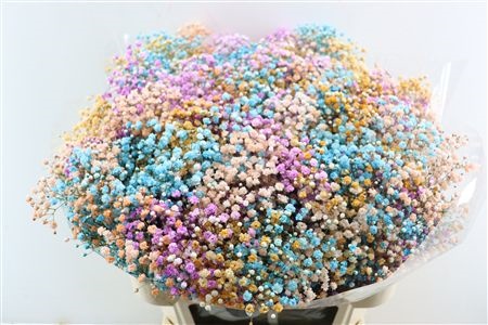 Gypsophila Painted 80cm 40gram