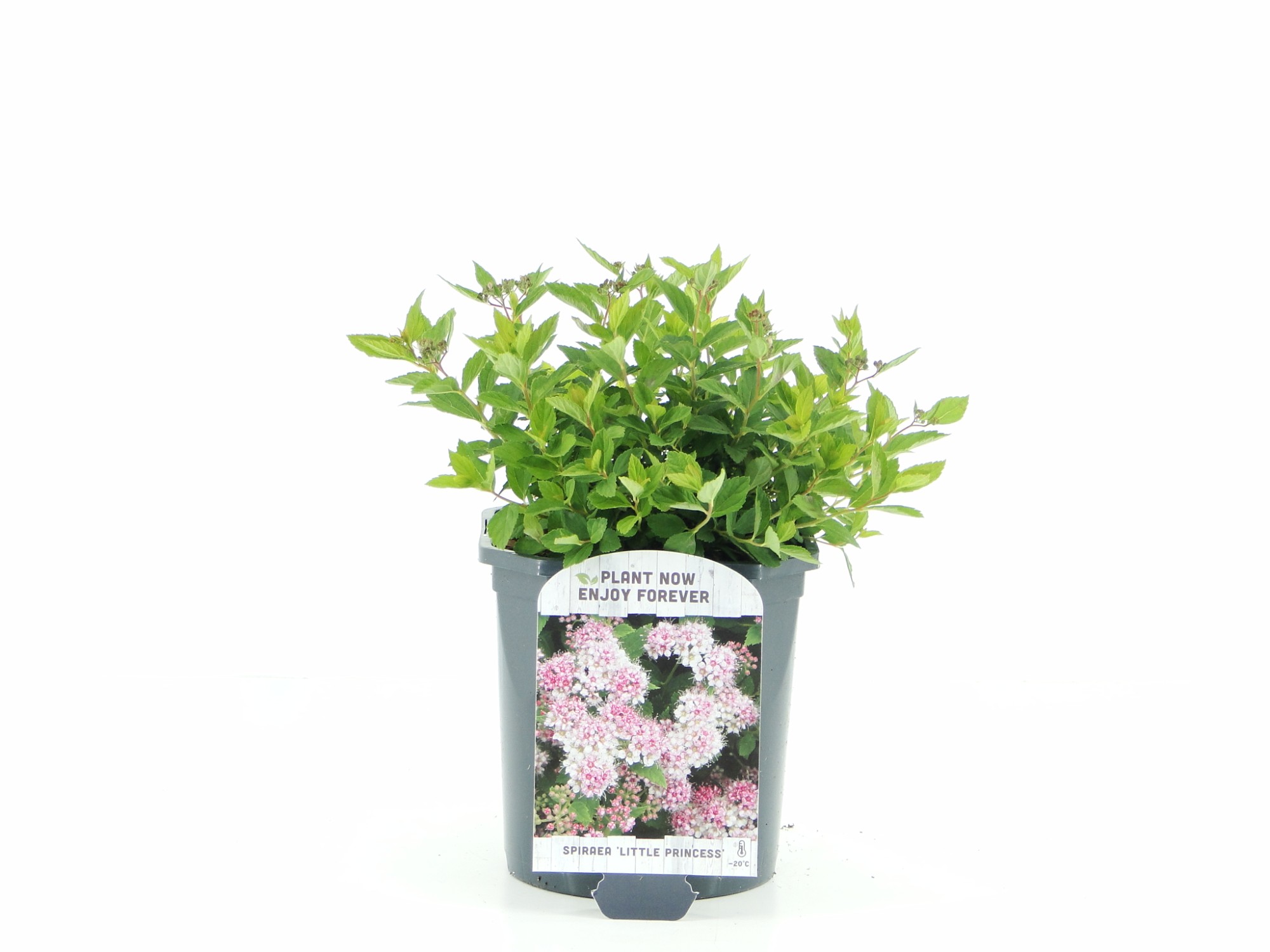 Picture of Spiraea jap. Little Princess