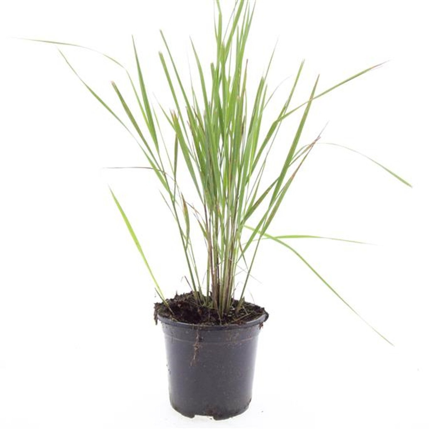 Calamagrostis acutiflora 'Karl Foerster'