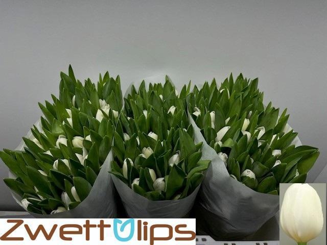 Tulipa Royal Virgin 37cm 38gram
