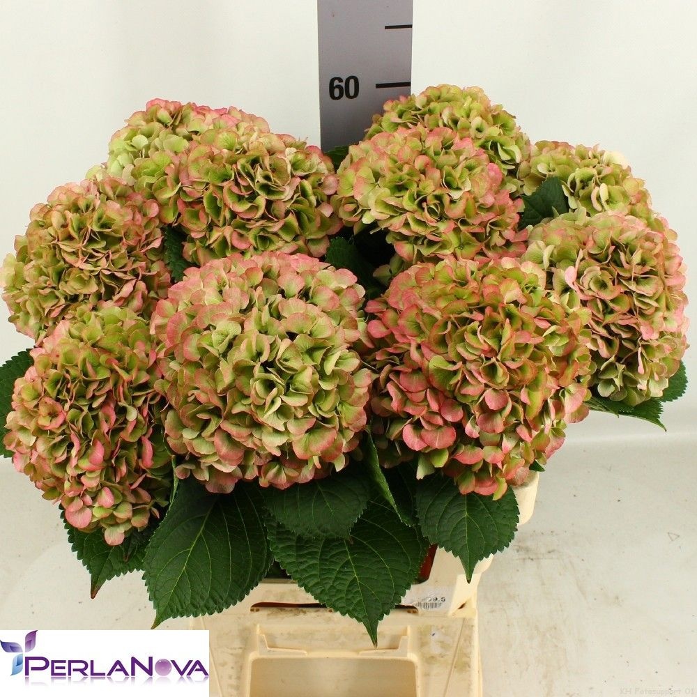 Hydrangea My Vienna Classic 60cm 17Ø