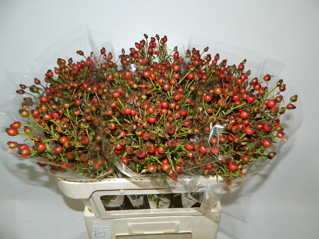 Rosa Class Fruitilia 70cm
