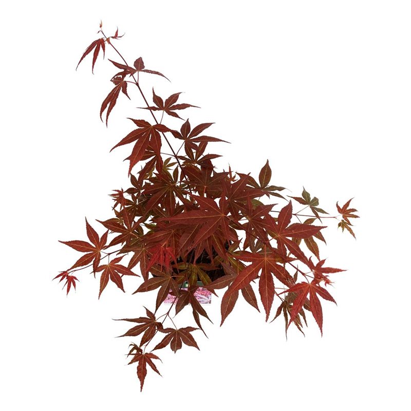 Picture of Acer pal. 'Atropurpureum'