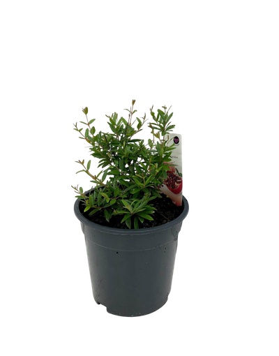 Punica granatum 'Nana’