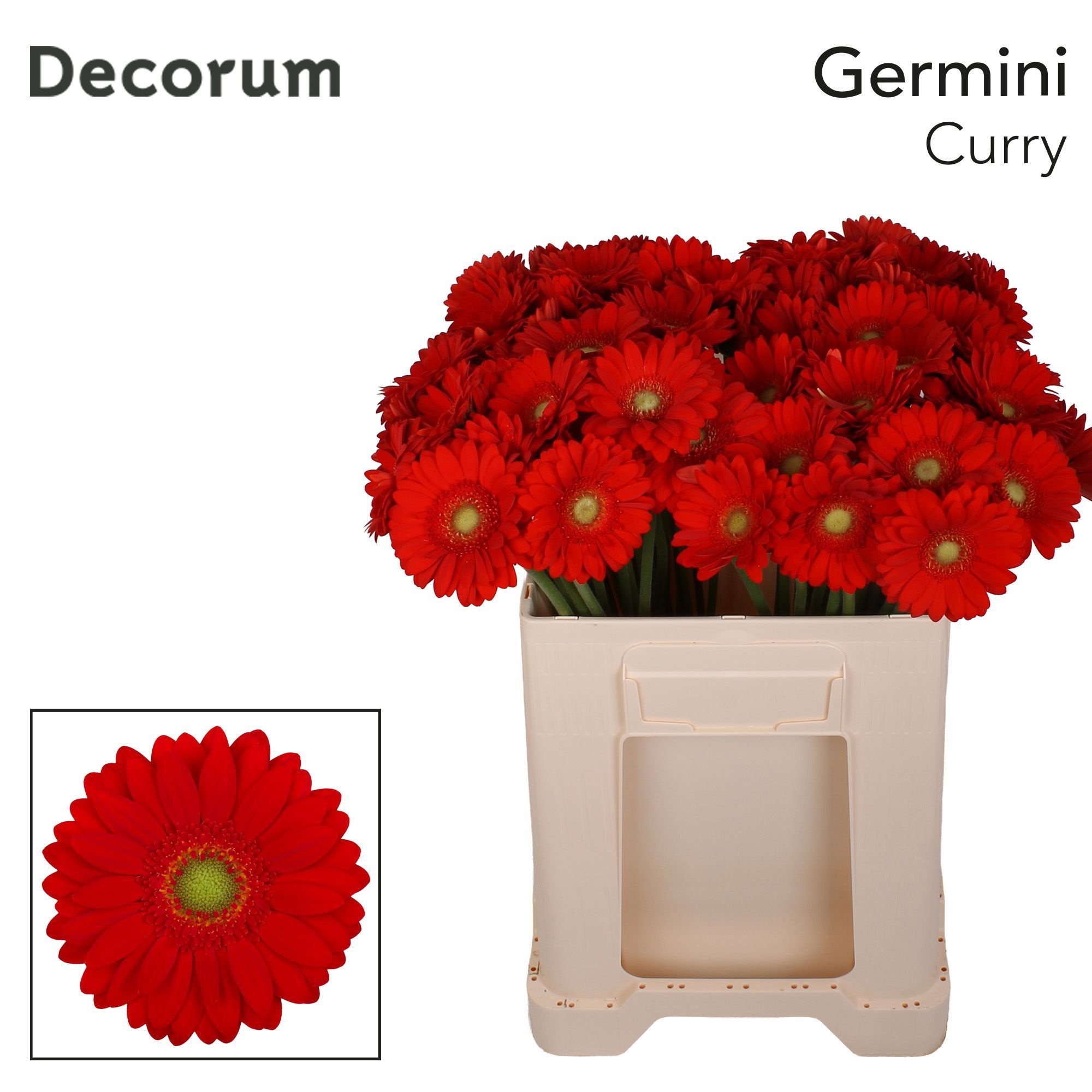 Germini Curry 50cm 7Ø
