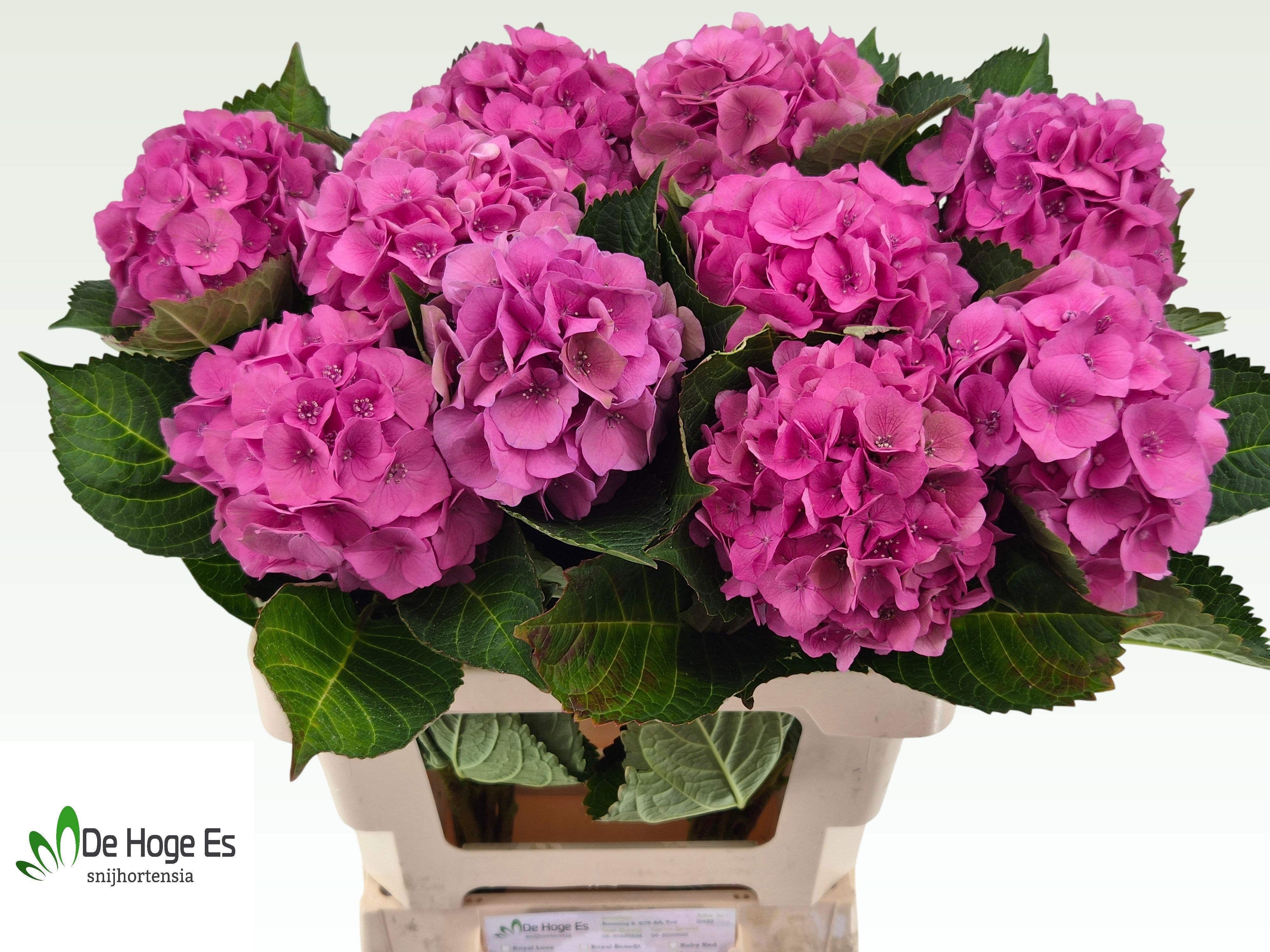 Hydrangea Royal Palace 60cm 13Ø