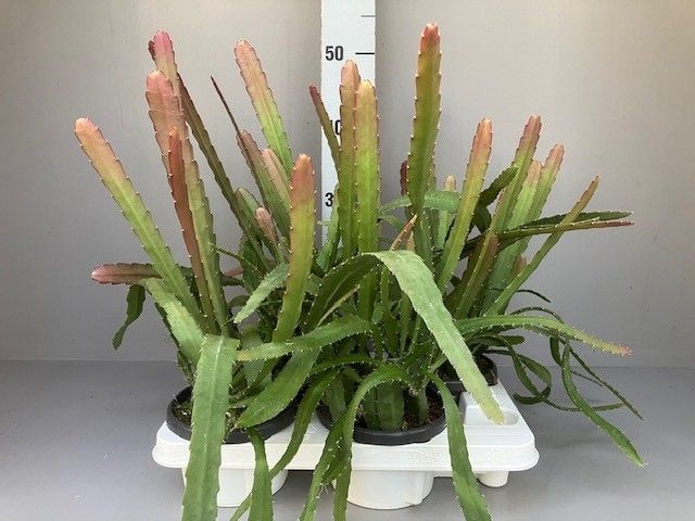Epiphyllum epiphyllum red tip