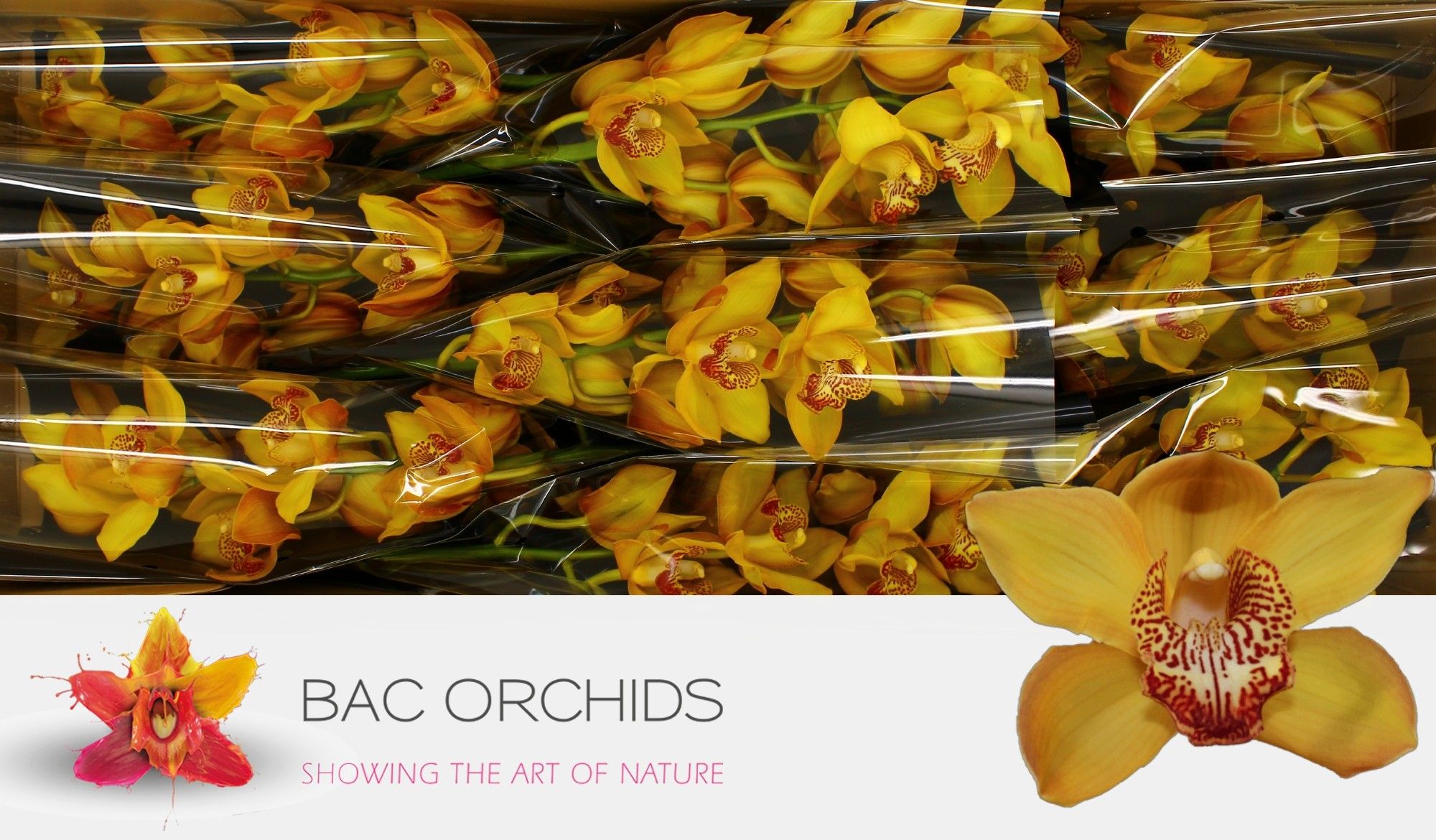 Cymbidium Esther 8/11bl