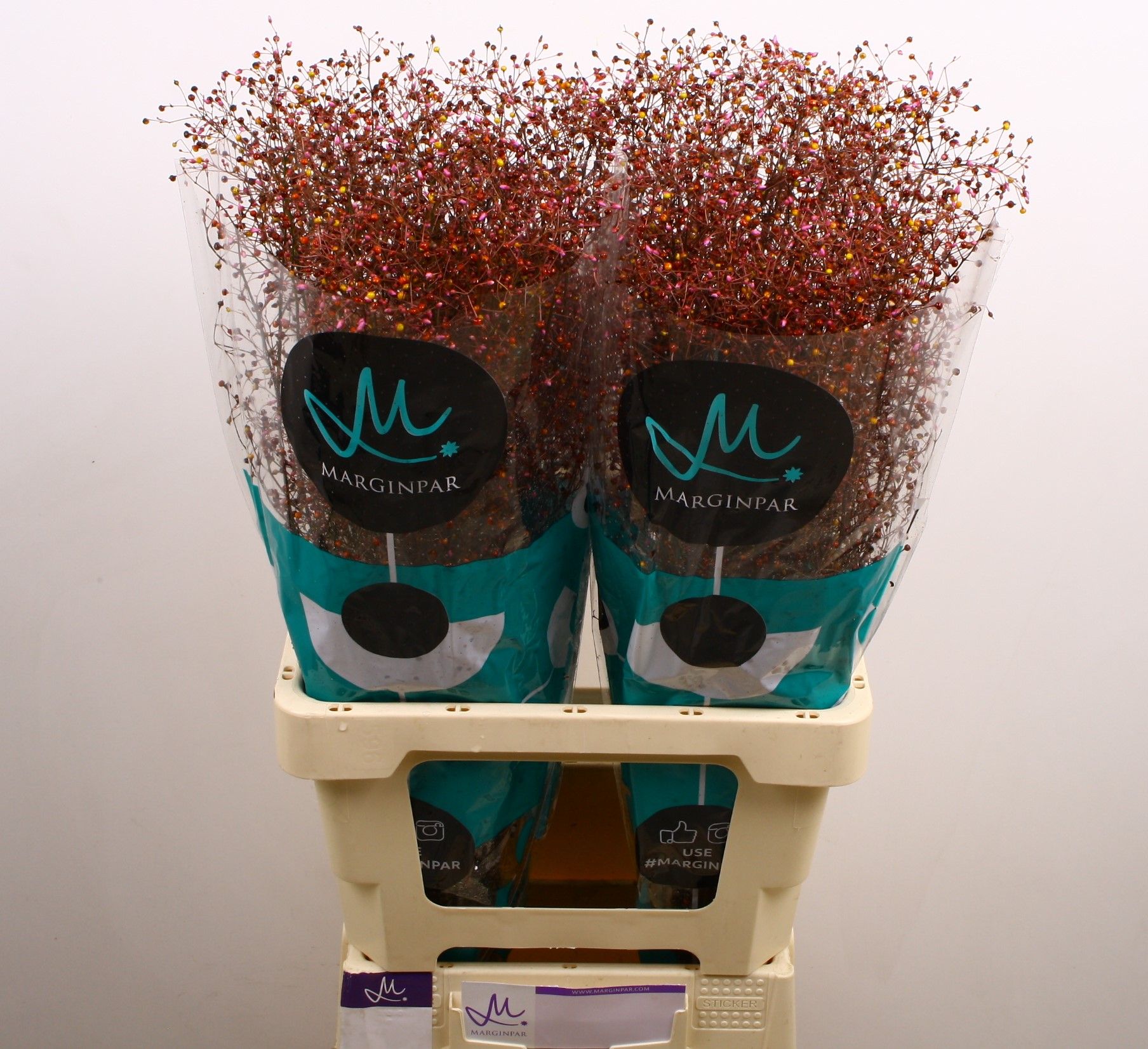 Talinum Long John 70cm