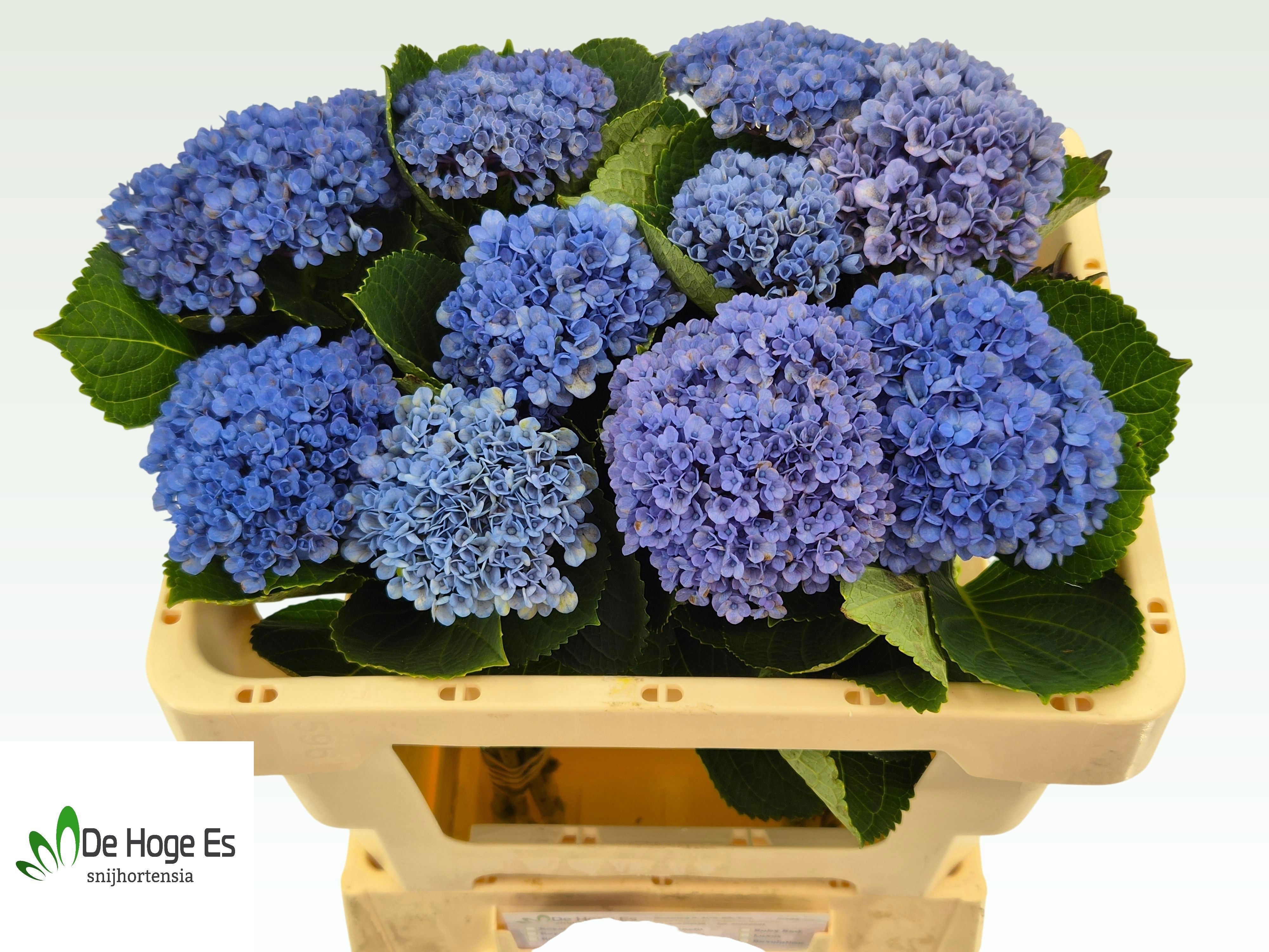 Hydrangea Revolution 50cm 8Ø